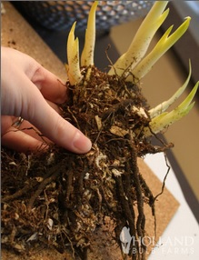 plantare siberian iriși, îngrijire, reproducere - site-ul plantelor (dăunătorilor) plantare siberian iriși, de îngrijire, de reproducere - site despre plante