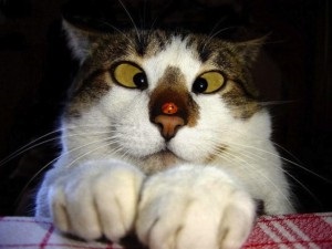 etanșări Cute sașiu (10 poze) - kototeka - cel mai interesant lucru despre lumea pisicilor (fotografii) etanșări Cute sașiu (10 poze) - kototeka - cel mai interesant lucru despre lumea pisicilor