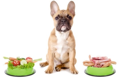De câte ori pentru a hrăni câinele (îngrijirea câine) De câte ori pentru a hrăni câinele