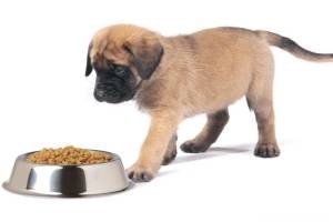 De câte ori pe zi pentru a hrăni adult câine și catelusul (ca) De câte ori pe zi pentru a hrăni adult câine și catelus