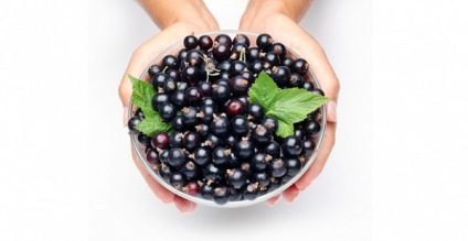 Currant - plantare și îngrijire în câmp deschis, instrucțiunile și consiliere (coacăze) Currant - plantare și îngrijire în câmp deschis, ghid și sfaturi