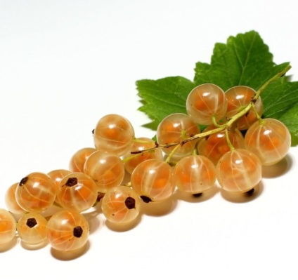 Currant - plantare și îngrijire în câmp deschis, instruirea și consilierea (deschis) Currant - plantare și îngrijire în câmp deschis, ghid și sfaturi