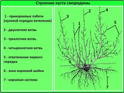 Currant - plantare și îngrijire în câmp deschis, instrucțiunile și consiliere (îngrijire) Currant - plantare și îngrijire în câmp deschis, ghid și sfaturi