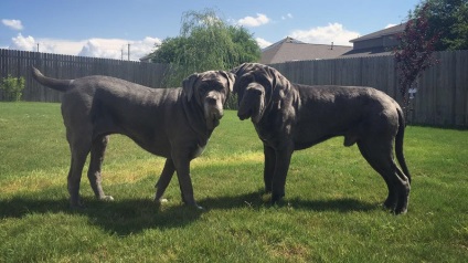 Molosoid napolitană descriere rasă, fotografii, cățeluși preț comentarii (training) Dog Descriere mastiff napolitan rasă, fotografii, prețul de pui, comentarii
