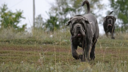 Molosoid napolitană descriere rasă, fotografii, cățeluși preț comentarii (boală) Dog Descriere mastiff napolitan rasă, fotografii, prețul de pui, comentarii