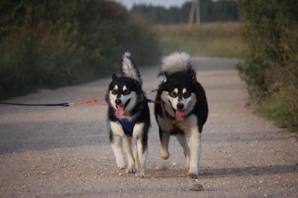 Simbolul Dog din Alaska si rasa veche, cu grad inalt de inteligenta (suficient) Simbolul Dog din Alaska, iar rasa veche cu inteligență ridicată