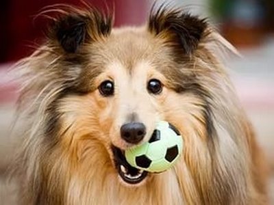 Ce rasa de caine mic cum ar fi Collie (câine) Ce rasa este similar cu Collie mici