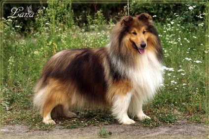 Ce rasa de caine mic cum ar fi Collie (câine) Ce rasa este similar cu Collie mici