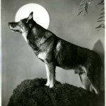 Dog-actor, (actori autograf câine-film) autograf Dog-actor, autograf