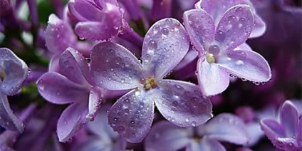 Interpretarea de vis liliac liliac ce vise in timpul somnului (interpretare de vis) Interpretarea de vis liliac ce vise vis liliac