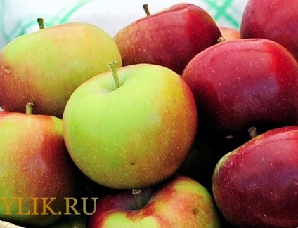 soiuri de mere pentru creștere în descriere Siberia și fotografie (Apple) soiuri de mere pentru creștere în descriere Siberia și fotografii