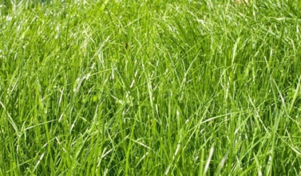 peluză de sport cu propriile sale mâini la însămânțare până la cosit tehnologia de plantare și întreținere (de plantare) Sport gazon cu propriile sale mâini de la semănat la tehnologia de plantare și îngrijire de cosit
