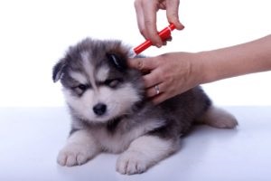 infecție Metode răpciugă (poate fi de așteptat numai) infecție Metode răpciugă