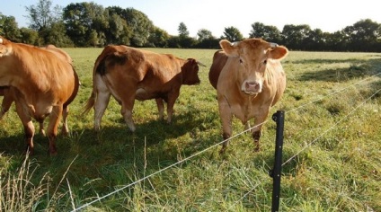 Remediu pentru muste - pentru oameni și animale