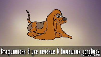 Aureus în tratamentul ureche la domiciliu - un zvon - tratamentul bolii - retete traditionale - (Staphylococcus aureus) Aureus în tratamentul ureche la domiciliu - un zvon - tratamentul bolii - rețete tradiționale -