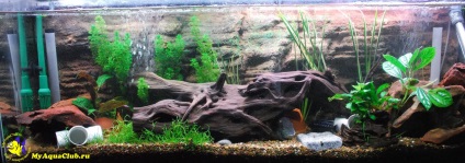 Stiluri acvarii (Aquarium) stiluri Acvarii
