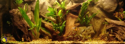 Stiluri acvarii (Aquarium) stiluri Acvarii