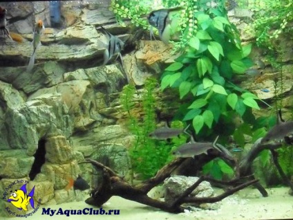 Stiluri Acvarii (grotă) stiluri Acvarii