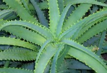 Stoletnik în ginecologi (Agave) Agave în Ginecologie