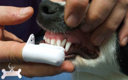 Stomatită la câini (stomatită canin) Stomatită la câini