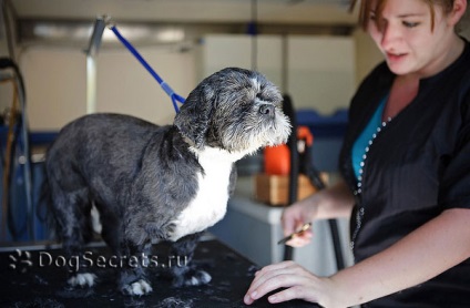 Perierea un Shih Tzu, fotografii (haircut) Shih Tzu un grooming, fotografii