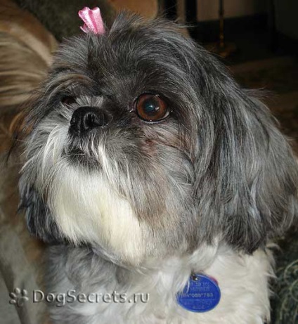 Perierea un Shih Tzu, poze (groomer) Shih Tzu un grooming, fotografii