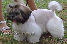 Shih Tzu un grooming, foto (poze) Shih Tzu un grooming, fotografii