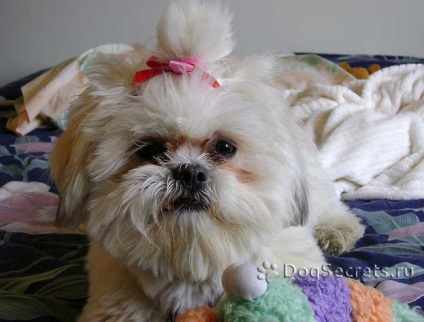 Perierea un Shih Tzu, fotografii (Shih Tzu) Shih Tzu un grooming, fotografii