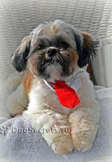 Perierea un Shih Tzu, poze (groomer) Shih Tzu un grooming, fotografii