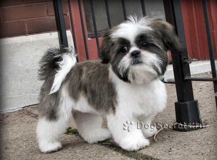 Perierea un Shih Tzu, fotografii (grooming o Shih Tzu) Shih Tzu un grooming, fotografii