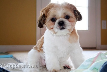 Shih Tzu un grooming, fotografii