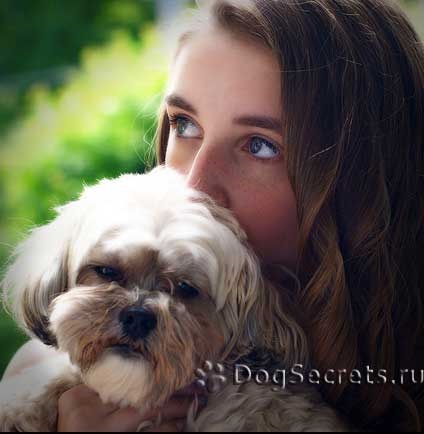 Perierea un Shih Tzu, poze (groomer) Shih Tzu un grooming, fotografii