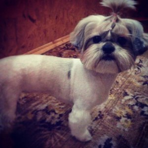 Cositul Shih Tzu la Moscova (haircut) Perierea o Shih Tzu la Moscova