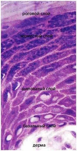 Structura epidermei (structura) Structura epidermei