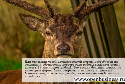 Ciobanesti afacerea lor (locul de muncă) ren dvs. de afaceri