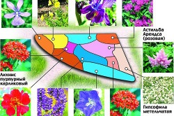 plante perene iubitoare de umbra pentru titlul de grădină (video) (pe termen lung) plante perene iubitoare de umbra pentru titlul de grădină (video)