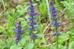 plante perene iubitoare de umbra pentru titlul gradina (video) (animale de companie peisagiști) plante perene iubitoare de umbra pentru titlul de grădină (video)