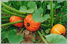 Dovleac tehnologie în creștere, cum să crească un dovleac (gradina) Tehnologia de creștere de dovleac, cum să crească dovleci