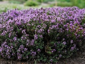 Târâtor cimbru planta cimbru vulgaris, de asemenea, cunoscut sub numele de iarbă (medicament) Creeping cimbru cimbru vulgaris, de asemenea, cunoscut sub numele de iarba