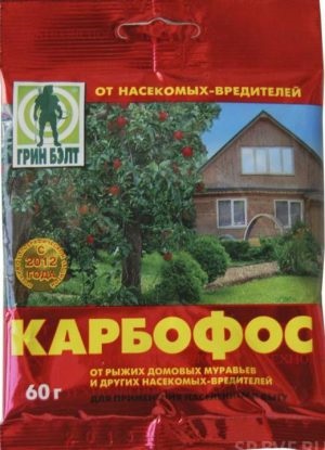Afidele cu privire la modul de a lupta coacaze decât pentru a trata (mâner) Afidele cu privire la modul de a lupta coacaze decât pentru a trata