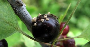 Afidele cu privire la modul de a lupta coacaze decât pentru a trata (mâner) Afidele cu privire la modul de a lupta coacaze decât pentru a trata