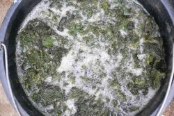 Afidele pe coacaze cum să lupte decât la proces (coacaze) Afidele cu privire la modul de a lupta coacaze decât pentru a trata