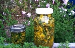 Afidele pe coacaze cum să lupte decât la un proces (pentru a lupta) Afidele cu privire la modul de a lupta coacaze decât pentru a trata