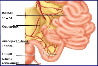 anatomie intestin subțire, funcții, boli, imunitate, digestie