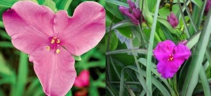 îngrijire cameră Tradescantia, florală-blog (camera) îngrijire cameră Tradescantia, florală-blog