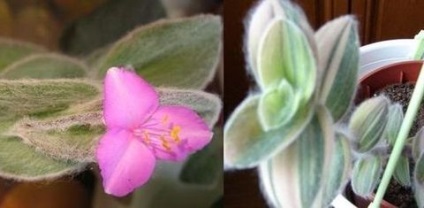 îngrijire cameră Tradescantia, florală-blog (Tradescantia) îngrijire cameră Tradescantia, florală-blog