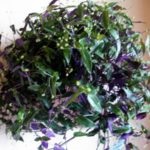 Tradescantia de îngrijire la domiciliu, tipurile și soiuri de flori cu fotografii, de reproducere, de plantare, boli (condiții) Tradescantia de îngrijire la domiciliu, tipurile și soiuri de flori cu fotografii, reproducere, de plantare, boala
