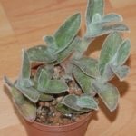 Tradescantia de îngrijire la domiciliu, tipurile și soiuri de flori cu fotografii, de reproducere, de plantare, boli (condiții) Tradescantia de îngrijire la domiciliu, tipurile și soiuri de flori cu fotografii, reproducere, de plantare, boala