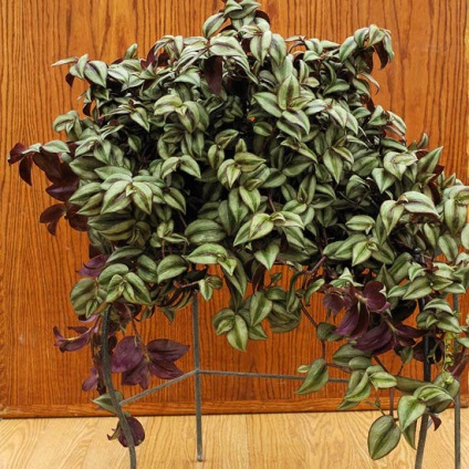 Tradescantia de îngrijire la domiciliu, tipurile și soiuri de flori cu fotografii, de reproducere, de plantare, boli (condiții) Tradescantia de îngrijire la domiciliu, tipurile și soiuri de flori cu fotografii, reproducere, de plantare, boala