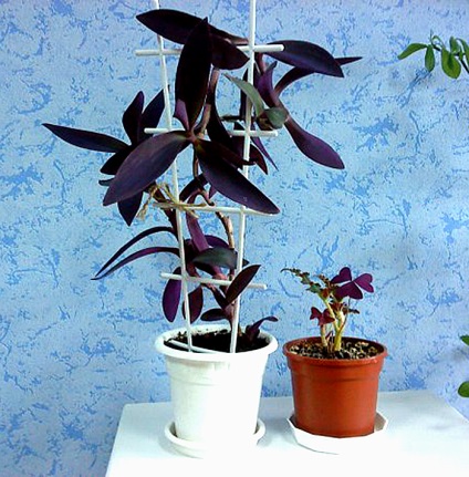 Tradescantia de îngrijire la domiciliu, tipurile și soiuri de flori cu fotografii, de reproducere, de plantare, boli (de îngrijire) Tradescantia de îngrijire la domiciliu, tipurile și soiuri de flori cu fotografii, reproducere, de plantare, boala